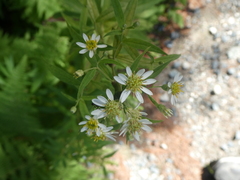 Doellingeria umbellata