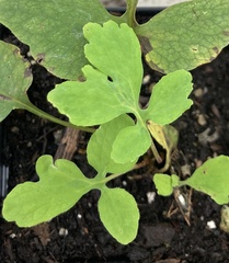 Stylophorum diphyllum