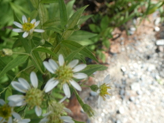 Doellingeria umbellata