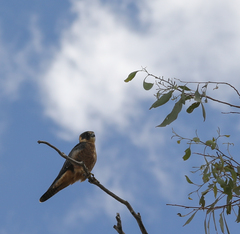 Falco longipennis