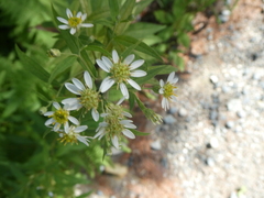Doellingeria umbellata
