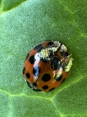 Hesperomyces harmoniae