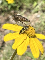 Acmaeodera amplicollis