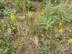 Solidago spathulata