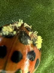 Hesperomyces harmoniae