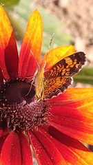 Phyciodes