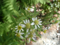 Doellingeria umbellata
