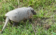 Euphractus sexcinctus