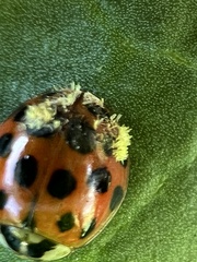 Hesperomyces harmoniae