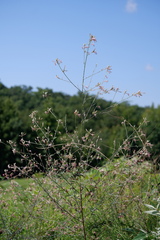 Oenothera filiformis