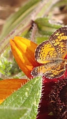 Phyciodes