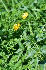 Heliopsis helianthoides