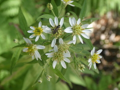Doellingeria umbellata