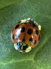 Hesperomyces harmoniae