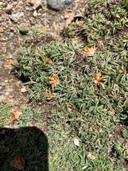 Trifolium dasyphyllum