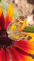 Phyciodes