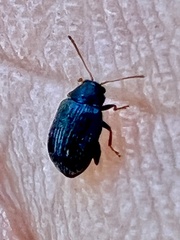 Epitrix fuscula