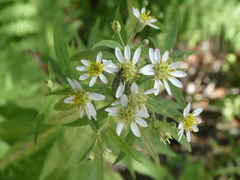 Doellingeria umbellata