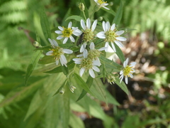 Doellingeria umbellata