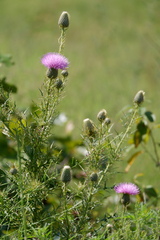 Cirsium discolor