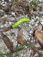 Antheraea polyphemus