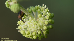 Stomorhina obsoleta