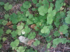 Oxalis acetosella