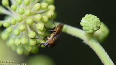 Stomorhina obsoleta