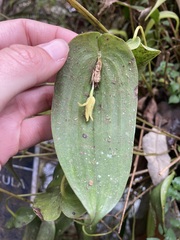 Pleurothallis
