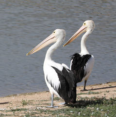 Pelecanus conspicillatus