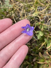 Campanula rotundifolia