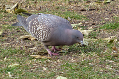 Patagioenas maculosa