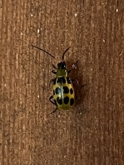 Diabrotica undecimpunctata