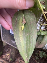 Pleurothallis