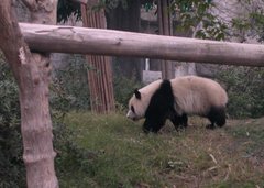 Ailuropoda melanoleuca