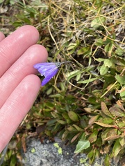Campanula rotundifolia