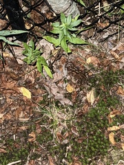 Anaxyrus americanus