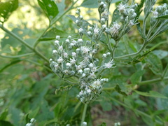 Eupatorium serotinum