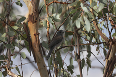 Colluricincla harmonica