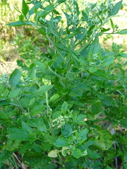 Eupatorium serotinum
