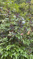 Berberis aquifolium