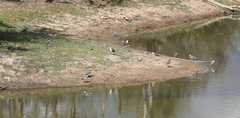 Vanellus miles novaehollandiae