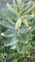 Asclepias