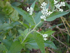 Eupatorium serotinum