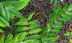 Dissosteira carolina