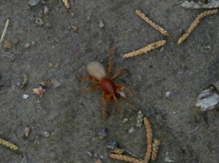 Dysdera crocata