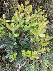 Ericaceae