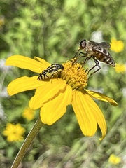 Pangoniini