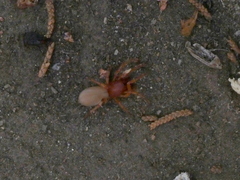 Dysdera crocata