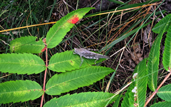 Dissosteira carolina